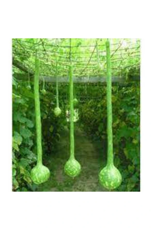 Nadir Uzun Süs Kabağı Tohumu Su Kabağı Tohumu 3 Adet ürün görseli