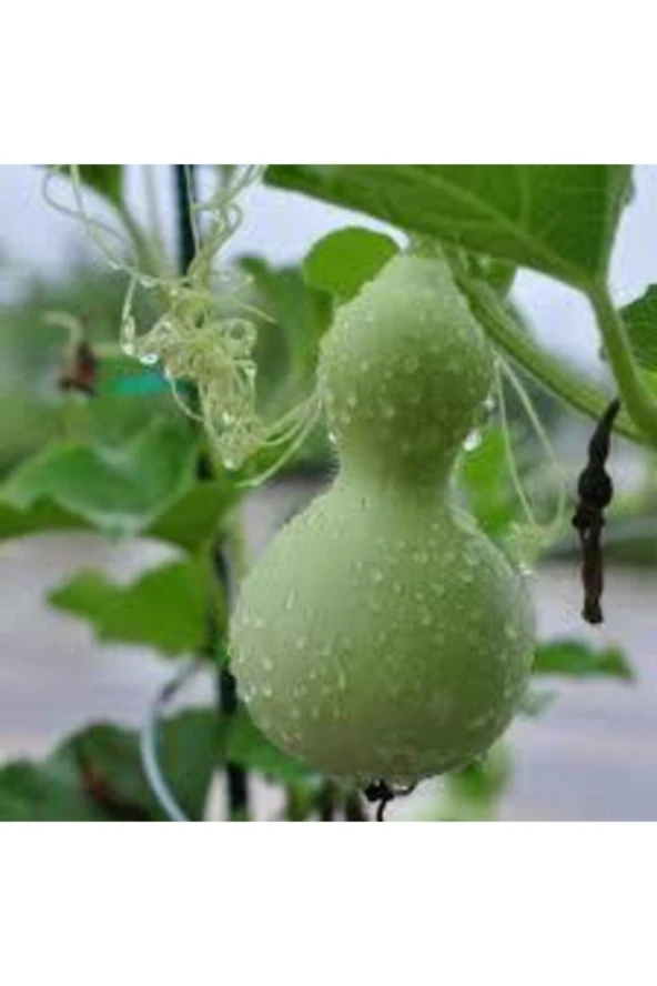 Nadir Süs Su Kabağı Tohumu 3 Adet