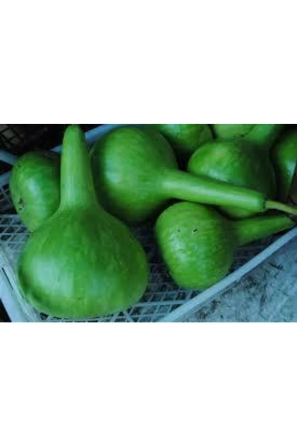 Nadir Süs Su Kabağı Tohumu 3 Adet - 2