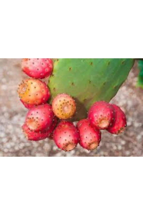 5 Adet Dikenli Hint Incir Frenk Inciri Tohumu - Resim 2