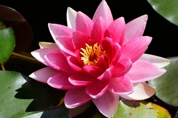 5 Adet Tohum Nadir Bulunan Pembe Lotus Çiçeği Tohumu Lotus Su Çiçeği Tohumu Nilüfer Çiçeği Tohumu