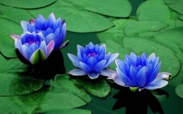 2 Adet Tohum Nadir Bulunan Mavi Lotus Çiçeği Tohumu Lotus Su Çiçeği Tohumu Nilüfer Çiçeği Tohumu