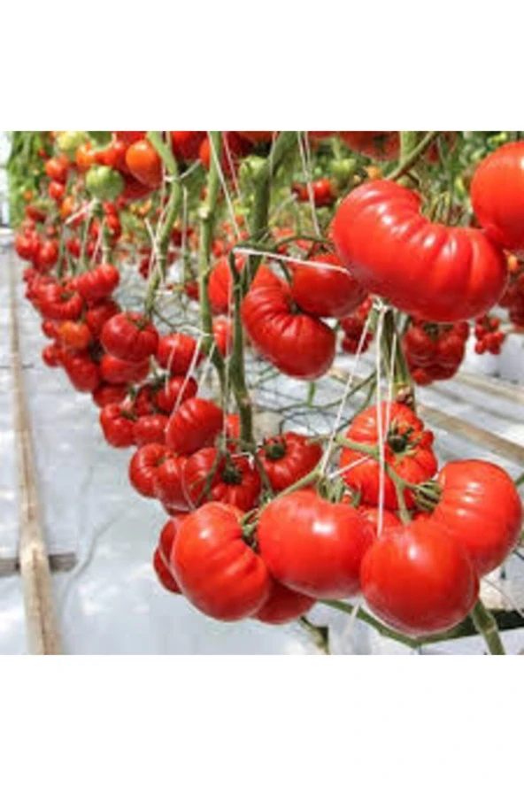 20 Adet Tohum Orjinal Köy Domatesi Tohumu Ata Tohum Yerli Tabak Köy Domates Tohumu Saksı Toprakla