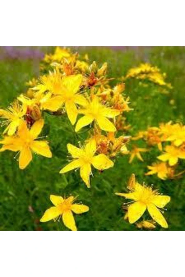 200 Adet Tohum Süper Paket Sarı Kantaron Tohumu