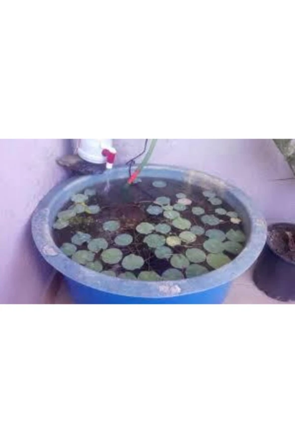 10 Adet Tohum Nadir Bulunan Mavi Lotus Çiçeği Tohumu Lotus Su Çiçeği Tohumu Nilüfer Çiçeği Tohumu