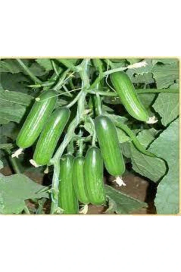 10 Adet Tohum Silor Yerli Parmak Salatalık Tohumu Orjinal Ata Tohum Sülor Salatalık Saksı Toprak Hed - Resim 2