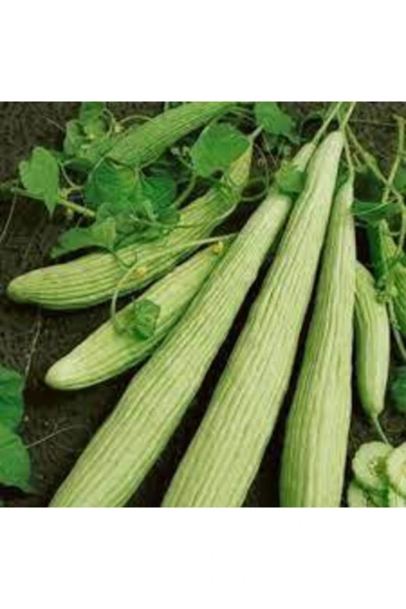 Organik Ata Tohum Turşuluk Acur Salatalık Tohumu 15 Adet