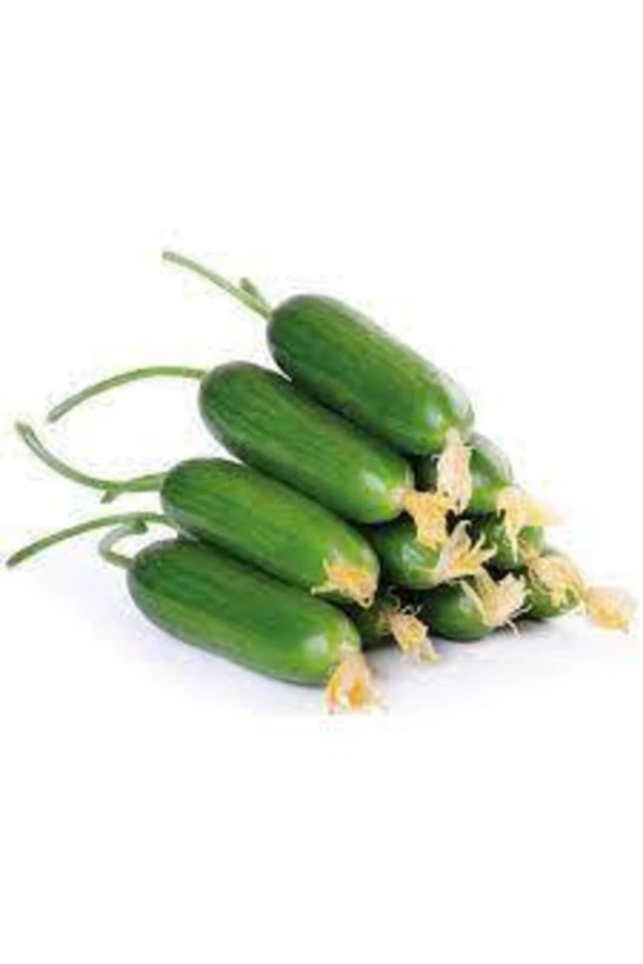 10 Adet Tohum Silor Yerli Parmak Salatalık Tohumu Orjinal Ata Tohum Sülor Salatalık Saksı Toprak Hed - Resim 3