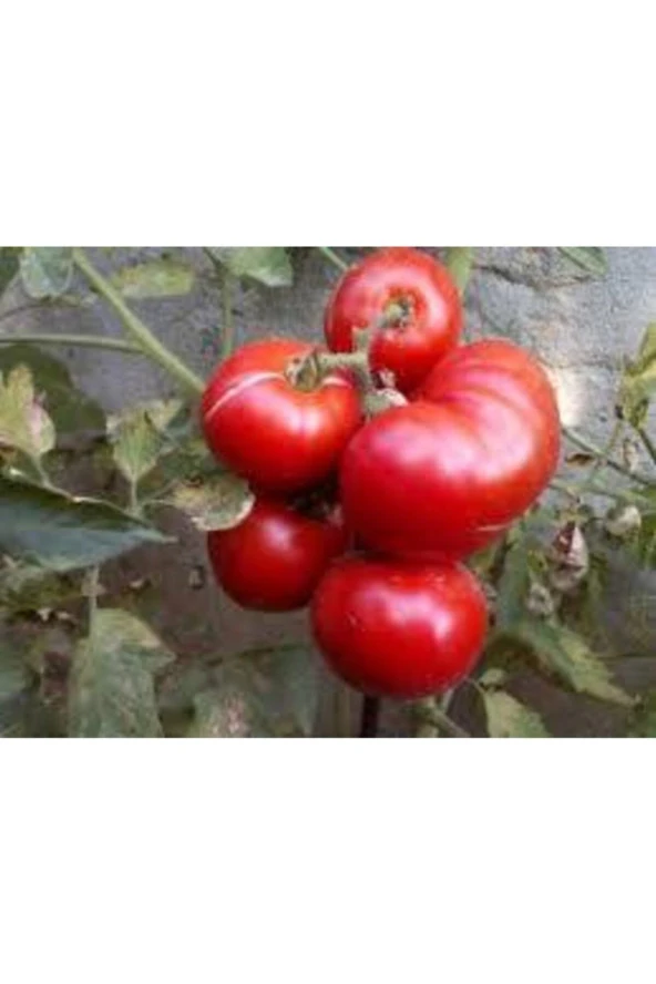 20 Adet Tohum Orjinal Köy Domatesi Tohumu Ata Tohum Yerli Tabak Köy Domates Tohumu Saksı Toprakla - 4