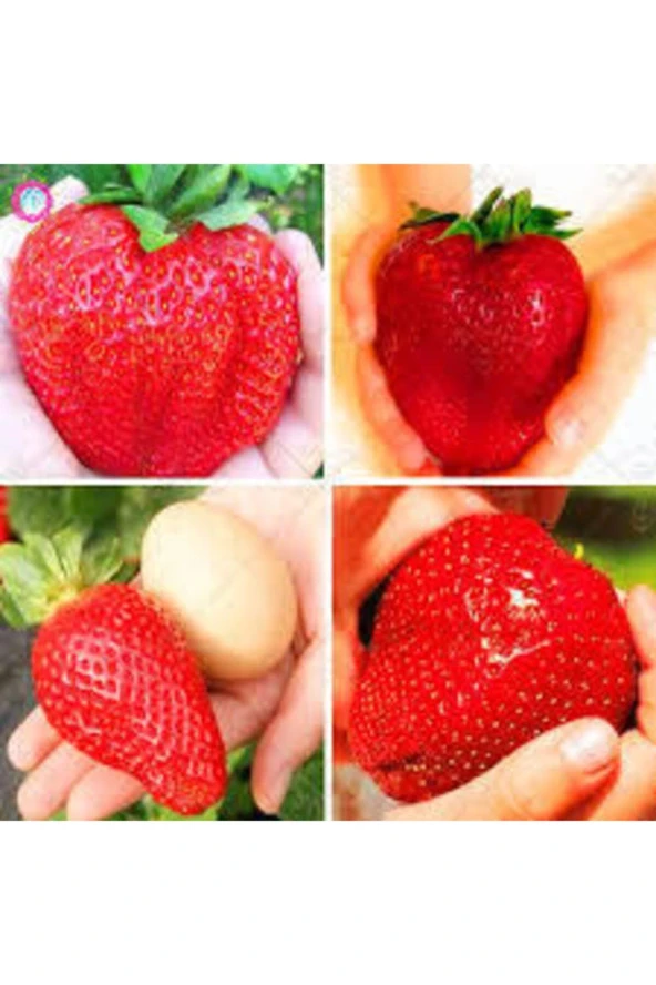 10 Adet Tohum Dev Çilek Tohumu Yediveren Çilek Tohum Ata Tohum Çileği