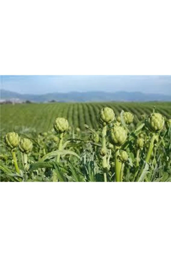 5 Adet Tohum Enginar Tohumu Geleneksel Tohumu Ata Tohum - Resim 2