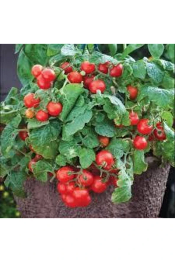 15 Adet Tohum Nadir Ithal Pinpon Domates Tohumu Ata Tohum Sürpriz Hediye Tohum