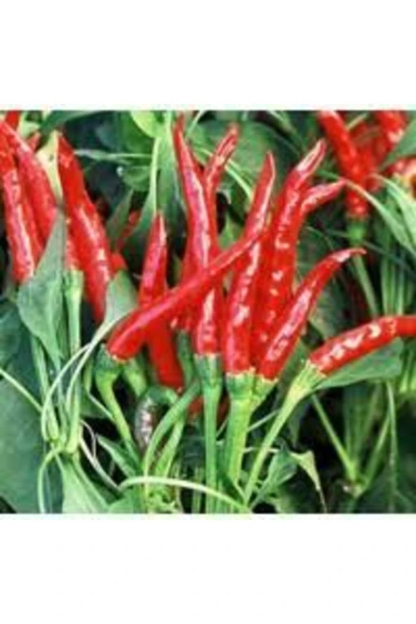 10 Adet  Nadir Orijinal Acı Thailand Biberi Tohumu ürün görseli