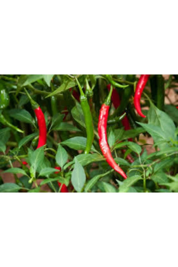 10 Adet  Nadir Orijinal Acı Thailand Biberi Tohumu - Resim 2