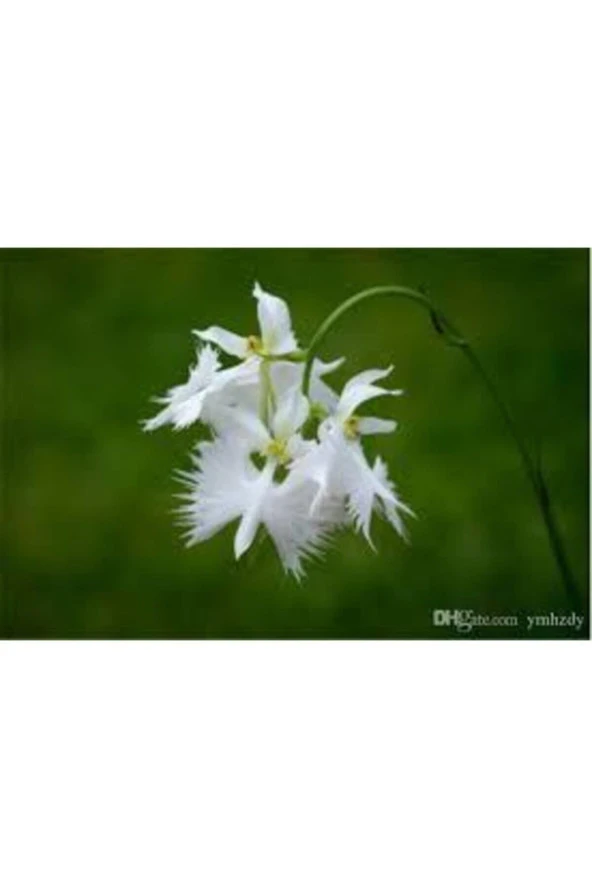 5 Adet Nadir Bulunan Beyaz Japon Radiata Kuş Çiçeği Tohumu ürün görseli