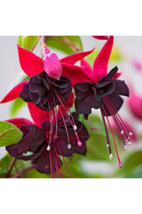 10 Adet Kırmızı Siyah Yer Küpeli Çiçeği Saksı Toprak Tohumu ürün görseli 1