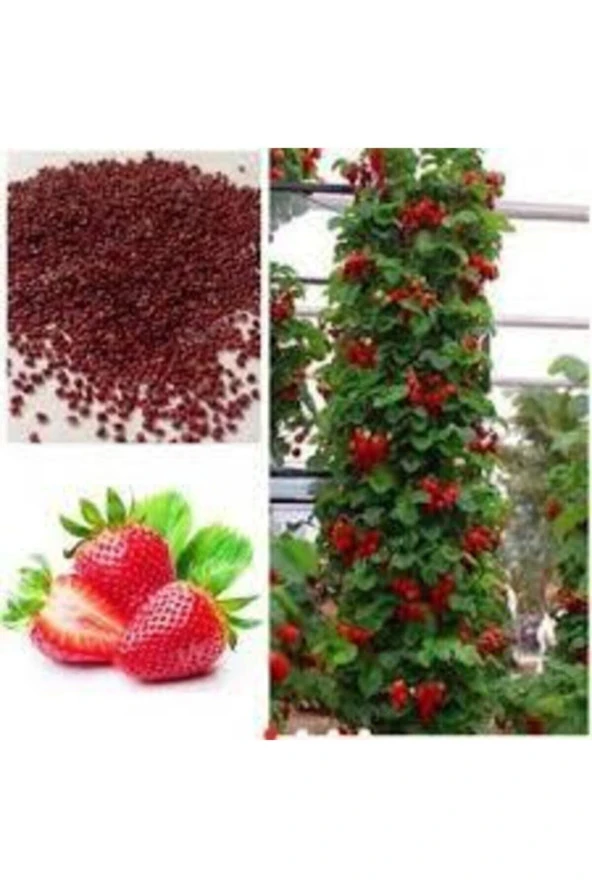 Ithal Nadir Alman Çileği Sırık Çilek Ağacı Tohumu 10 Adet ürün görseli