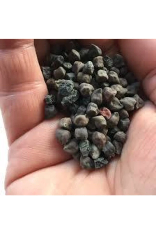 100 Adet Tohum Çok Nadir Bulunan Siyah Nohut Tohumu Faydası Saymakla Bitmez Kara Nohut - Resim 3