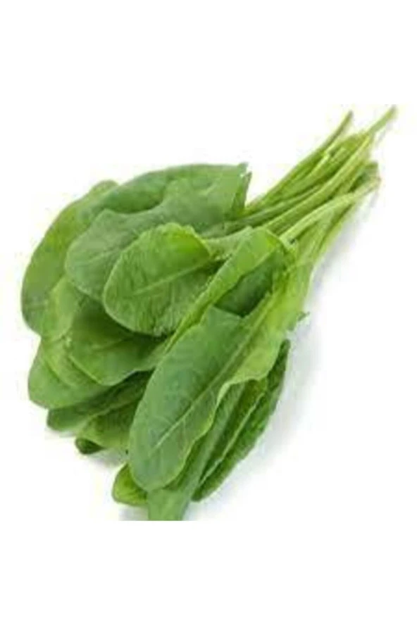 100 Adet  Kuzu Kulağı  Koç Kulağı  Ekşi Otu Tohumu ürün görseli