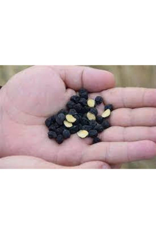 50 Adet Tohum Siyah Nohut Çok Nadir Bulunan Faydaları Saymakla Bitmeyen Nohut Kara Nohut Tohumu - Resim 4