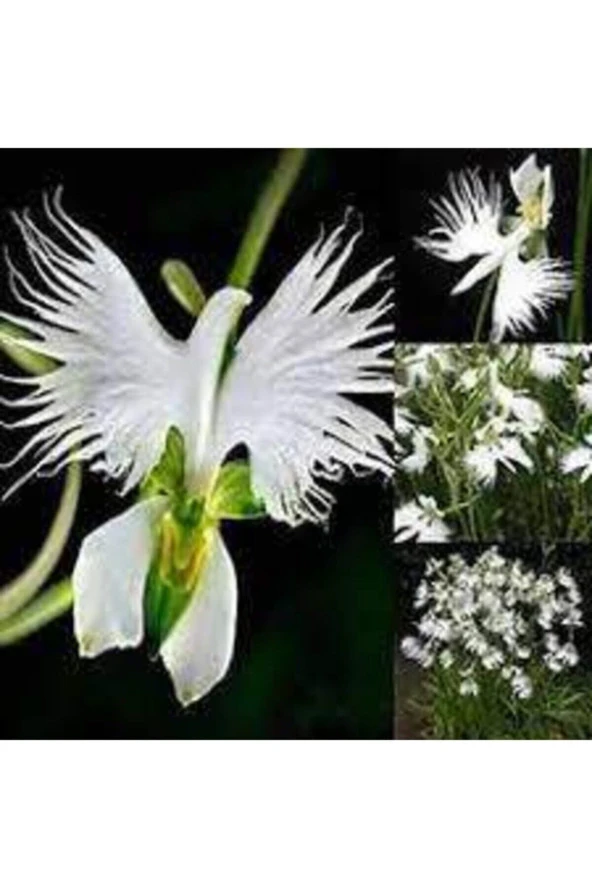 5 Adet Nadir Bulunan Beyaz Japon Radiata Kuş Çiçeği Tohumu - Resim 2