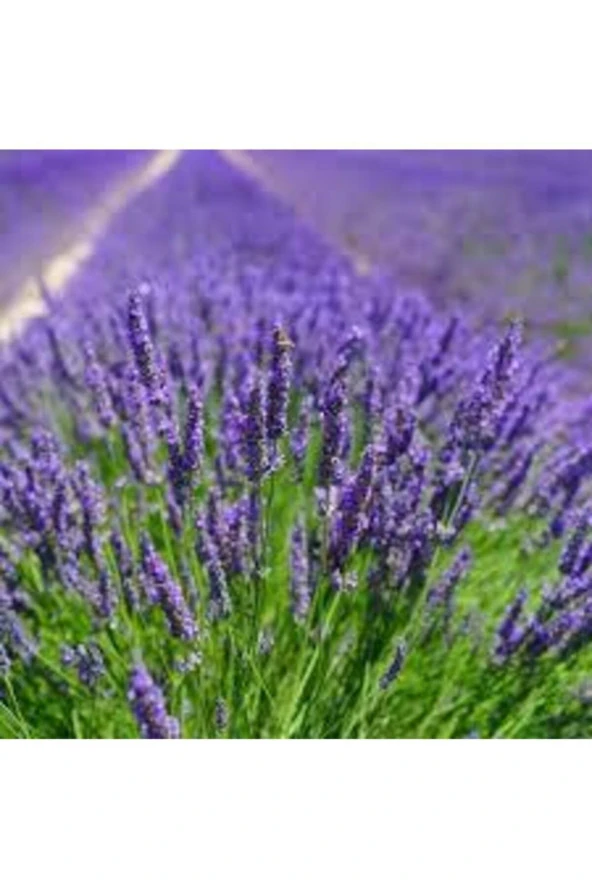 Tohum Lavanta Çiçeği Tohum Mor Kokulu Ingiliz Saksı Toprak - 100 Adet - Resim 3