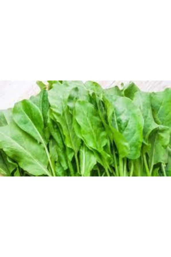 100 Adet  Kuzu Kulağı  Koç Kulağı  Ekşi Otu Tohumu - Resim 2