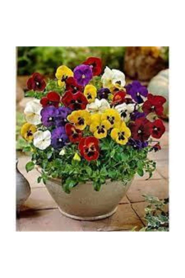 Hercai Menekşe Güzel Çiçek Çiçeği Tohumu 15 Adet - Resim 2