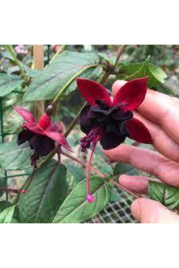 10 Adet Kırmızı Siyah Yer Küpeli Çiçeği Saksı Toprak Tohumu - Resim 3