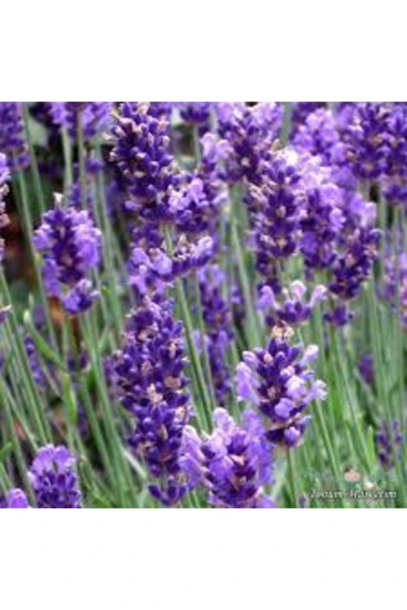 Tohum Lavanta Çiçeği Tohum Mor Kokulu Ingiliz Saksı Toprak - 100 Adet - Resim 4