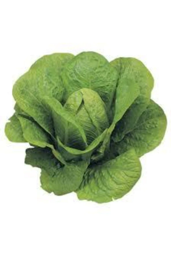 Organik Yedikule Marulu Tohumu Göbekli Marul 100 Adet ürün görseli