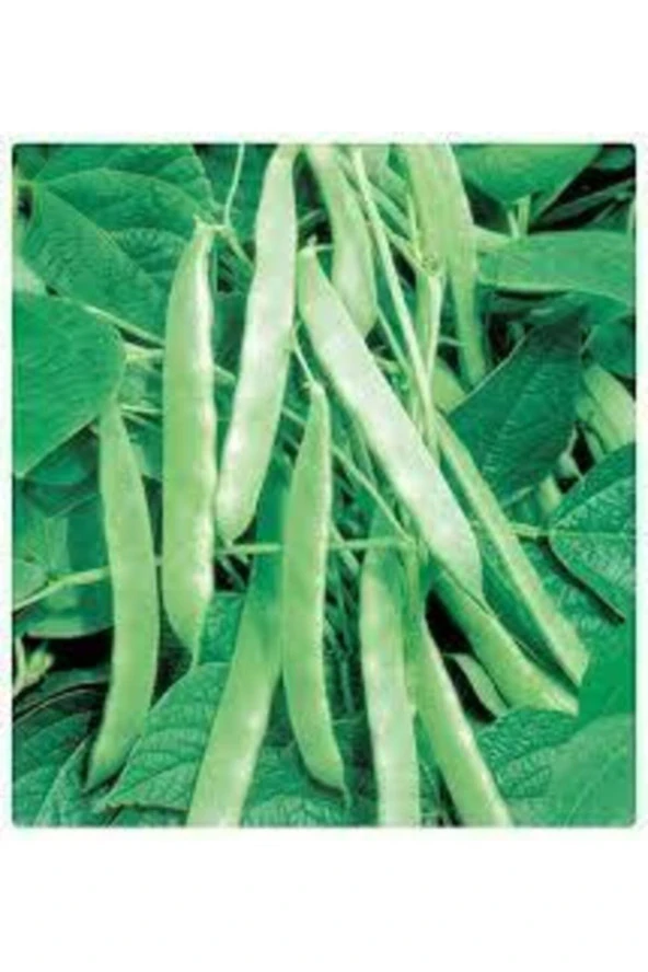 250 Adet Süper Paket Kılçıksız Simbo Fasulye Tohumu ürün görseli