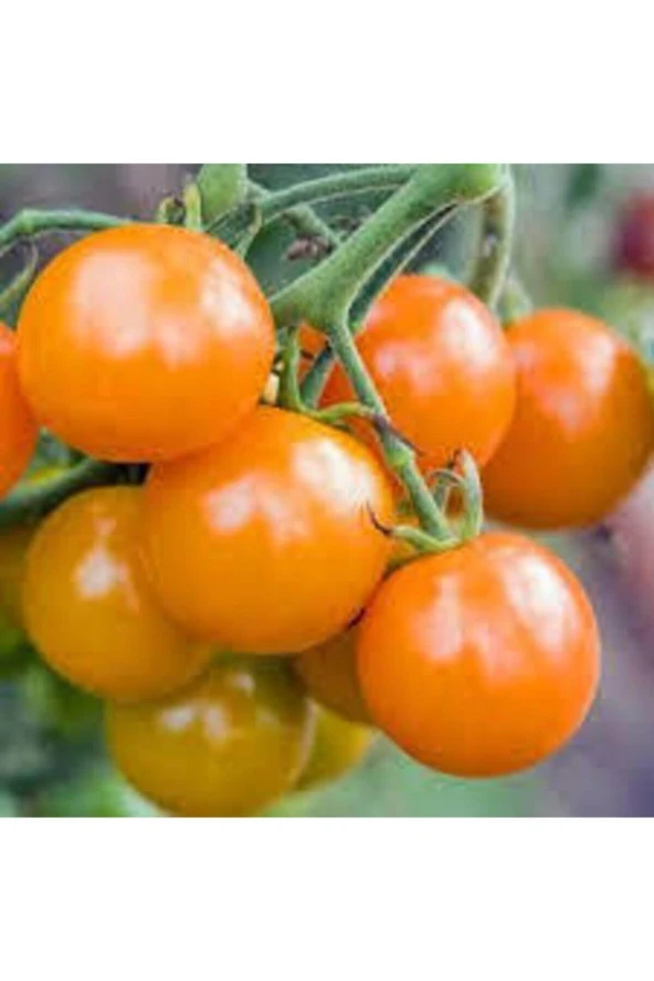 5 Adet Tropikal Nadir Turuncu Çeri Domates Tohumu - Resim 4