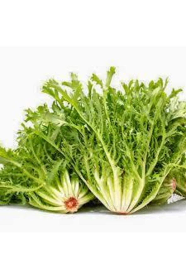 Hindibağı Radika Otu Doğal Dağ Tohumu 20 adet - Resim 2