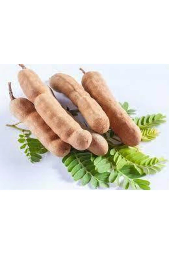 25 Adet Tropikal Demir Hindi Ağacı Tohumu ürün görseli