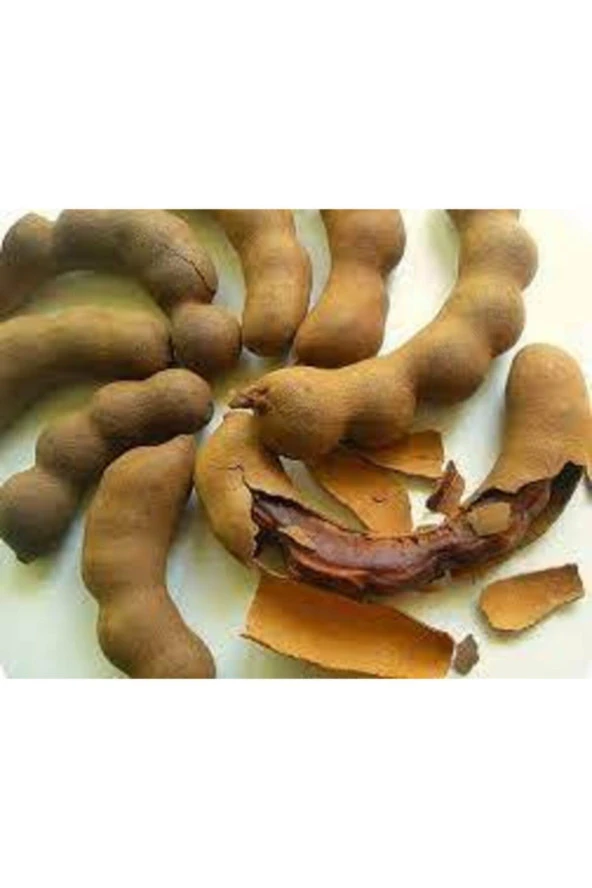 25 Adet Tropikal Demir Hindi Ağacı Tohumu - Resim 2