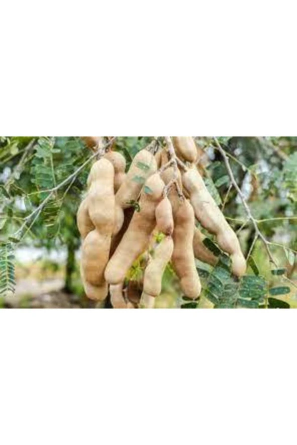 25 Adet Tropikal Demir Hindi Ağacı Tohumu - Resim 3