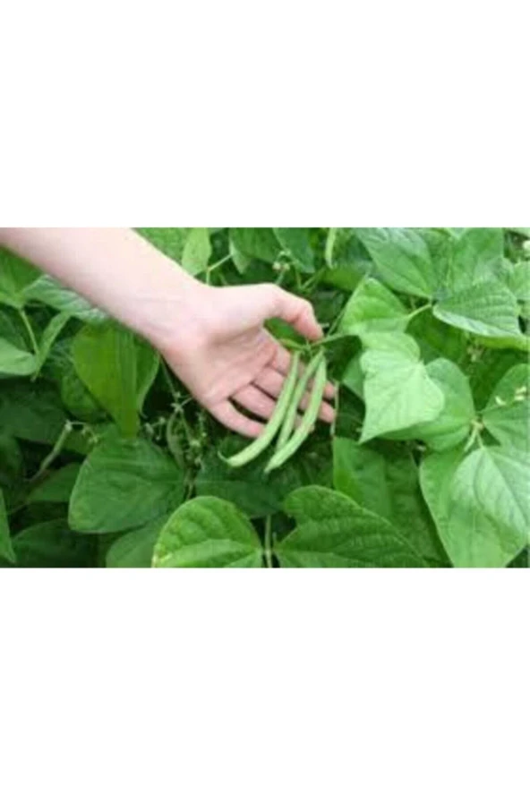 Eko Paket Ayşe Kadın Kılçıksız Fasulye Tohumu 250 Adet - Resim 3