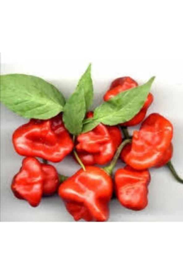10 Adet Nadir Kırmızı Gül Biberi Tohumu - Resim 2