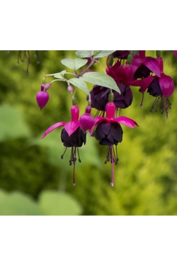Nadir Bulunan Siyah Küpeli Çiçek Tohumu 15 Adet - Resim 3