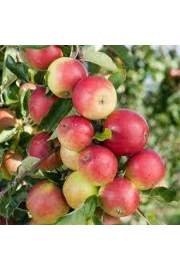 Sert Sulu Elma Tatlı Yayla Elması Tohumu - Resim 3