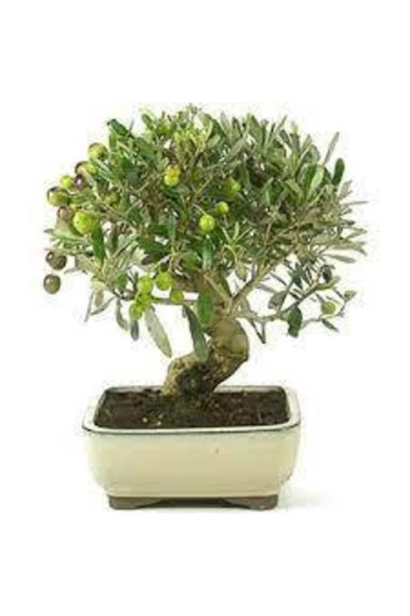 3 Adet Bonsai Zeytin Ağacı Tohumu ürün görseli