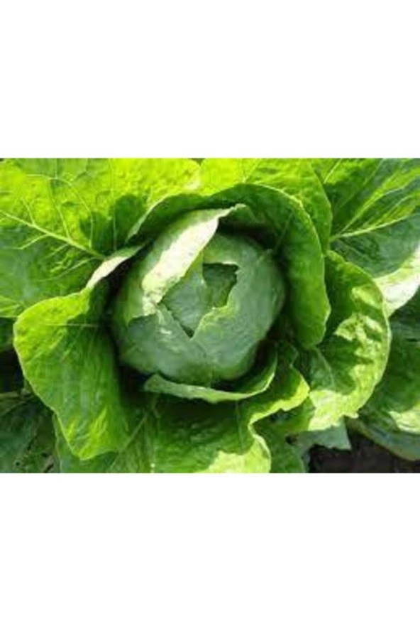 50 Adet Göbekli Yedikule Marul Tohumu - Resim 2