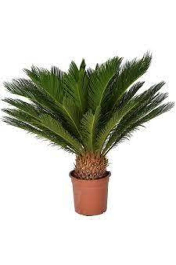 Sikas Palmiye Ağacı Tohumu  2 Adet ürün görseli