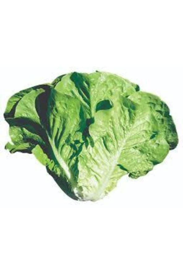 50 Adet Göbekli Yedikule Marul Tohumu - Resim 3