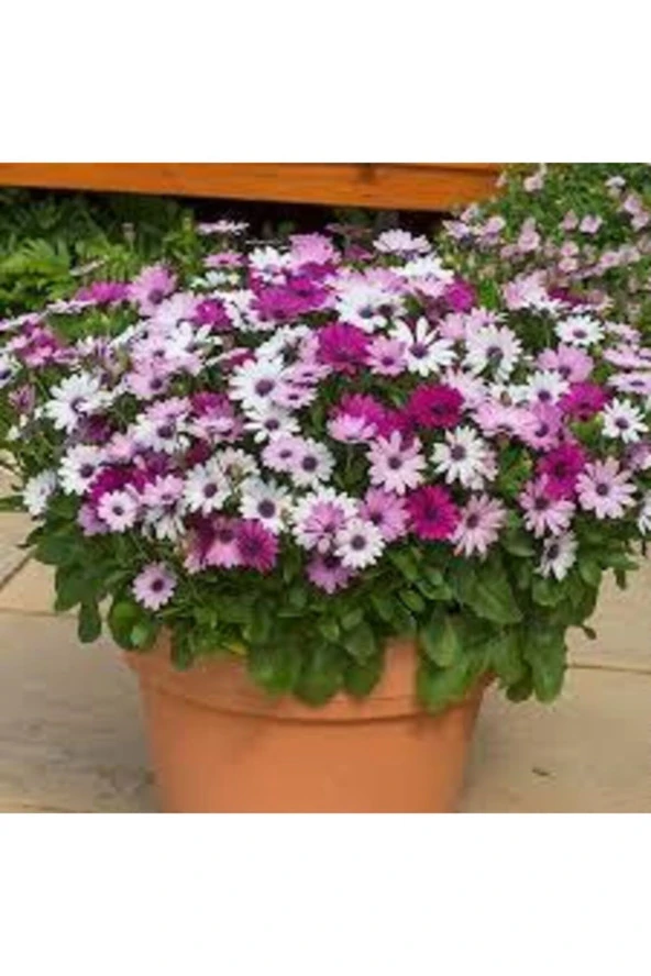 Afrika Papatyası Çiçeği Tohumu 10 Adet ürün görseli