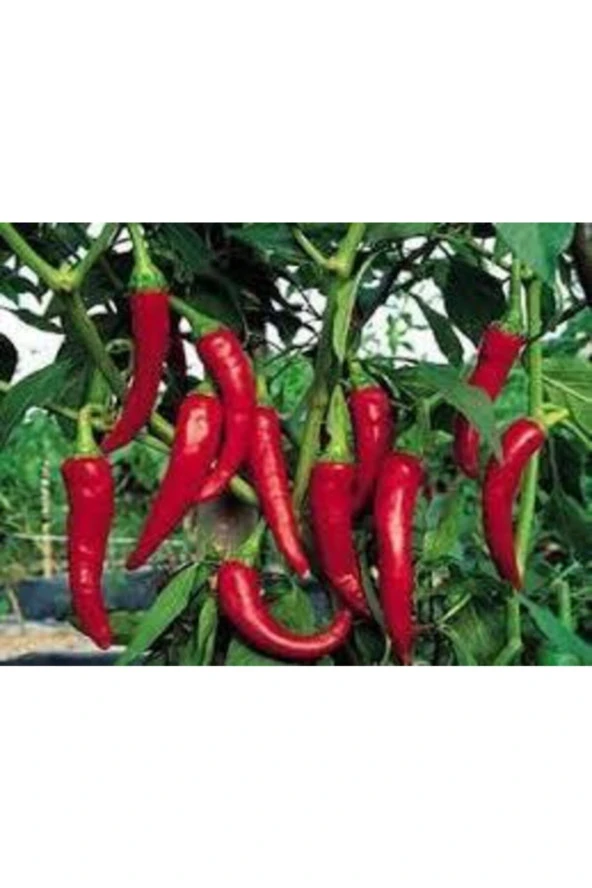 Acı Samandağ Biberi Tohumu  10 Adet - Resim 2