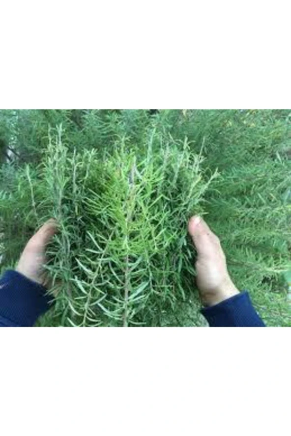 10 Adet Nadir Biberiye Bitkisi Tohumu - 3