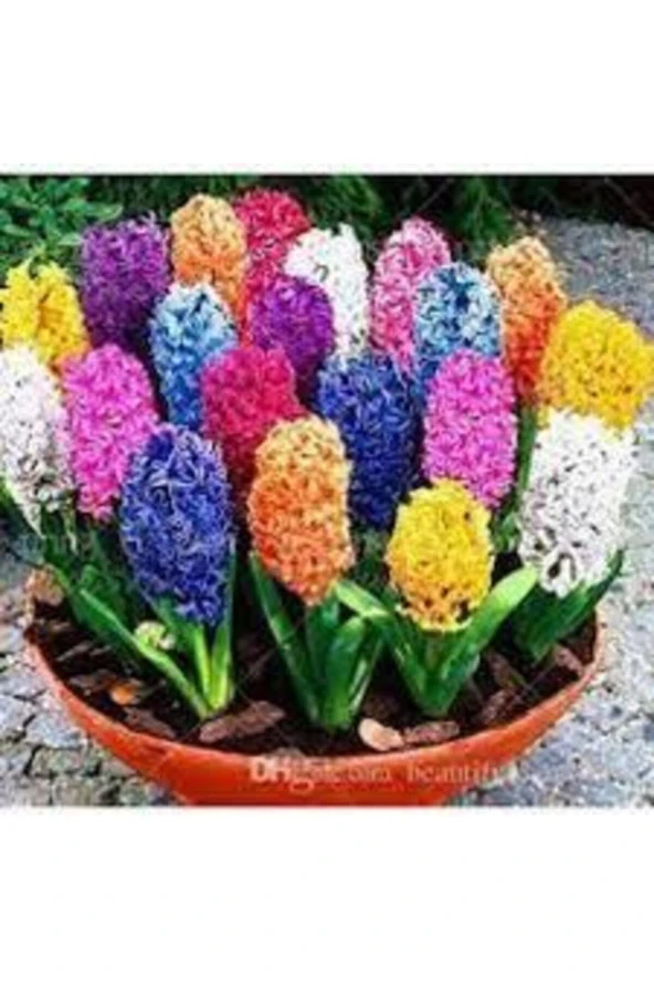 Karışık Renkli Sümbül Çiçeği Tohumu 10 Adet - Resim 2