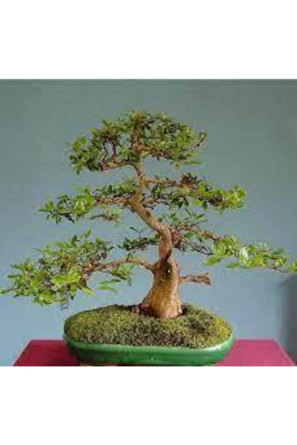 Nadir Hambeles Bonzai Ağacı Tohumu 5 Adet ürün görseli